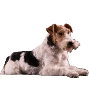 Fox terrier Wire · fotografía 2