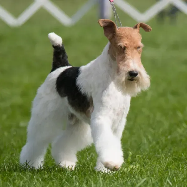 Fox terrier Wire · fotografía 3
