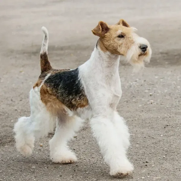 Fox terrier Wire · fotografía 4