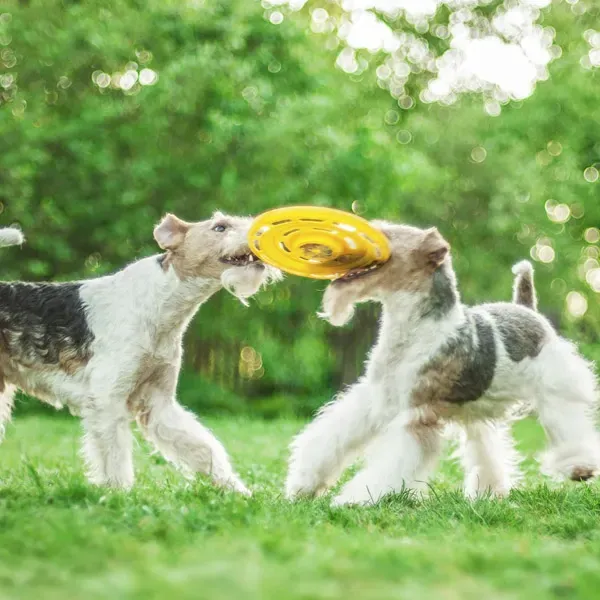Fox terrier Wire · fotografía 5