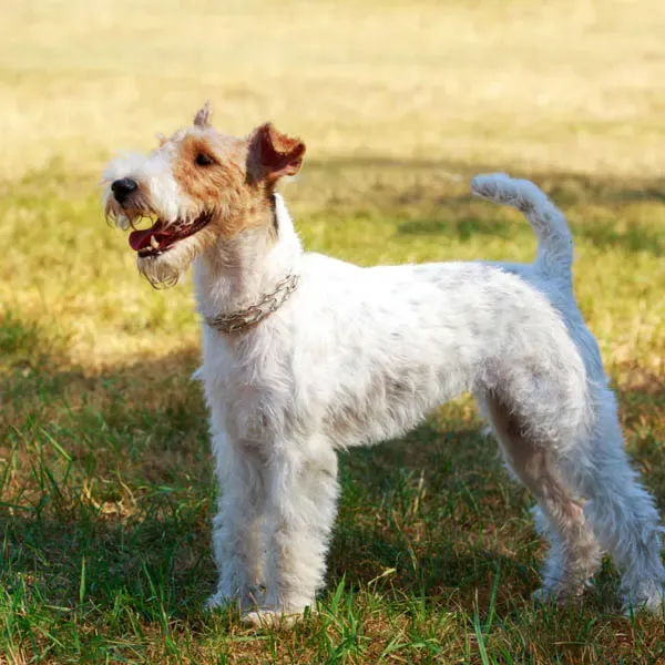 Fox terrier Wire · fotografía 6