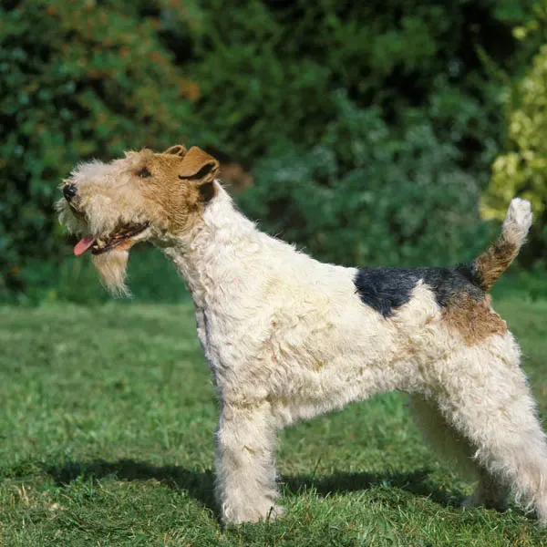 Fox terrier Wire · fotografía 7