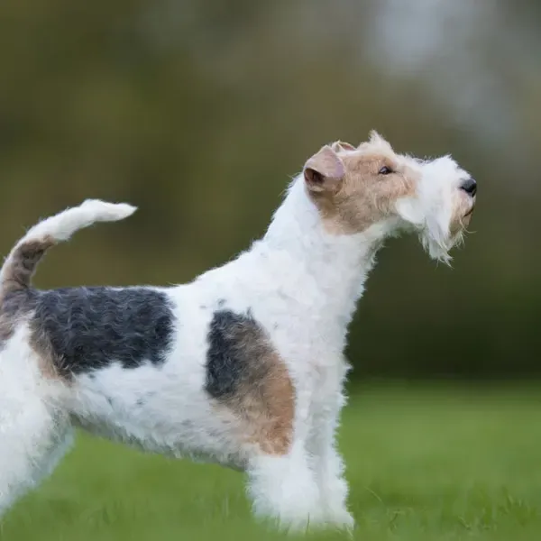 Fox terrier Wire · fotografía 8