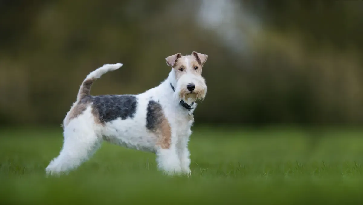 Fox terrier Wire · fotografía 9