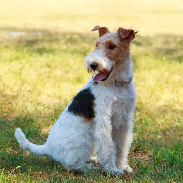 Fox terrier Wire