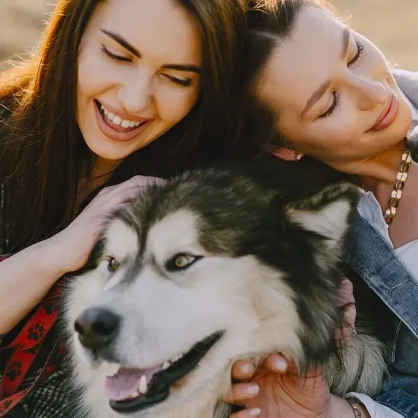 Husky Siberiano · fotografía 10