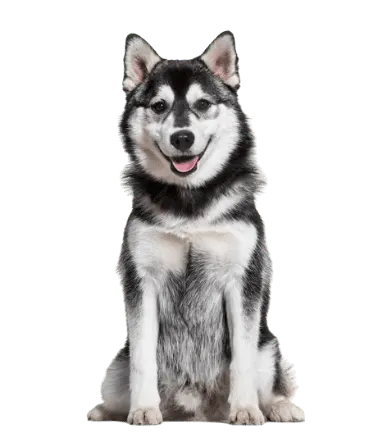 Husky Siberiano · fotografía 2