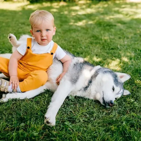 Husky Siberiano · fotografía 5
