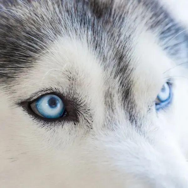 Husky Siberiano · fotografía 7
