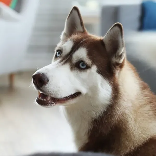 Husky Siberiano · fotografía 9