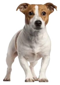 Jack Russell terrier · fotografía 2