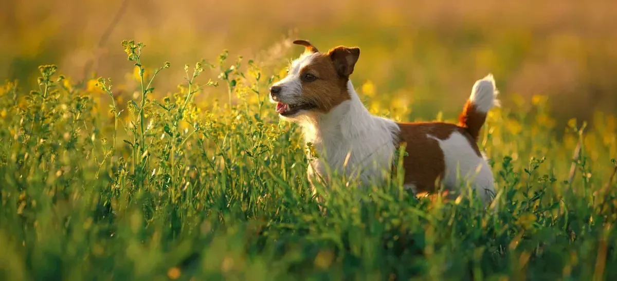 Jack Russell terrier · fotografía 3