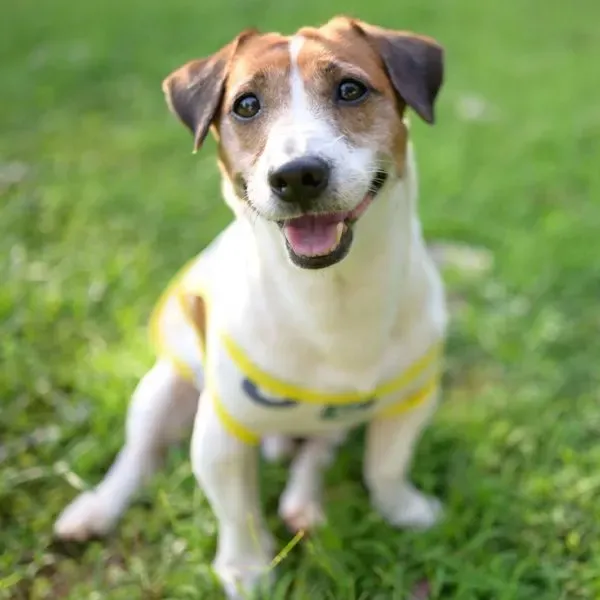 Jack Russell terrier · fotografía 4
