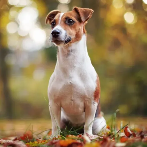 Jack Russell terrier · fotografía 5