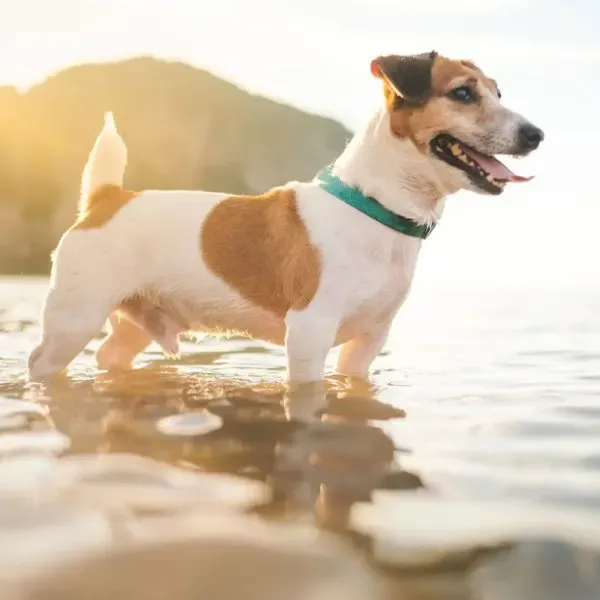 Jack Russell terrier · fotografía 7