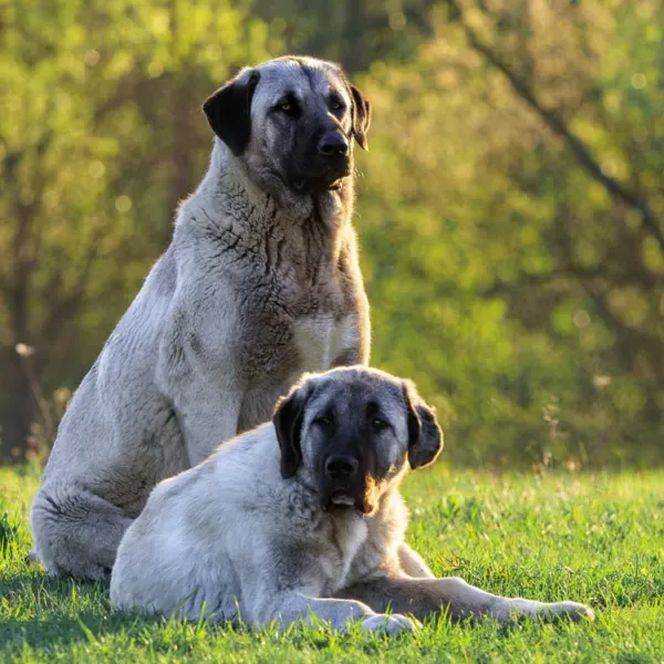 Kangal Turco · fotografía 10