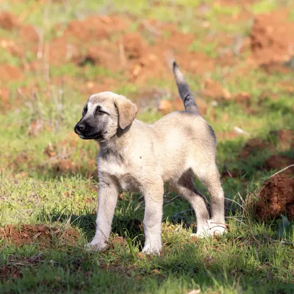 Kangal Turco · fotografía 11