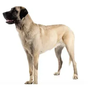 Kangal Turco · fotografía 2