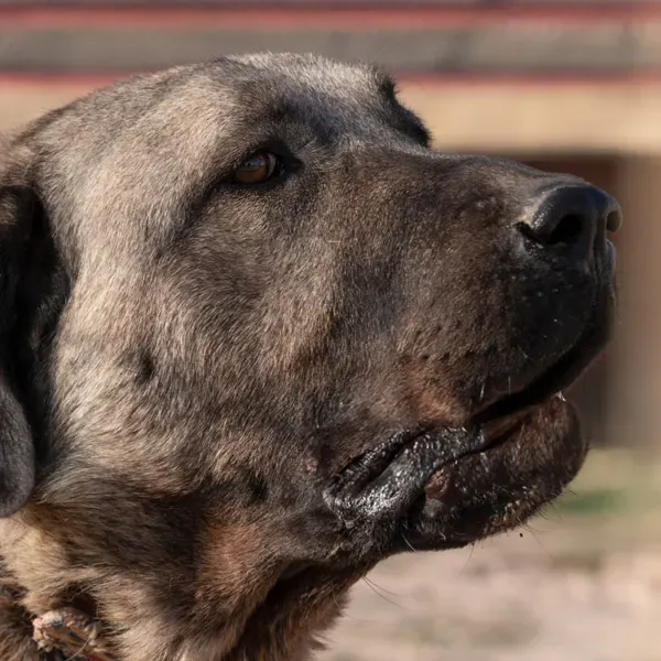 Kangal Turco · fotografía 5