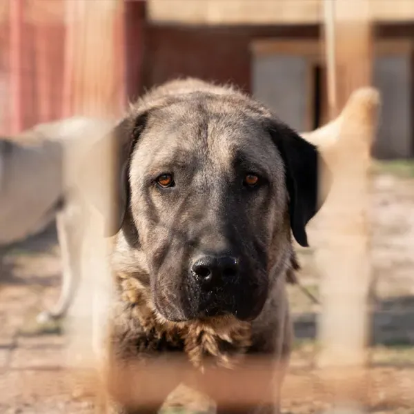 Kangal Turco · fotografía 6