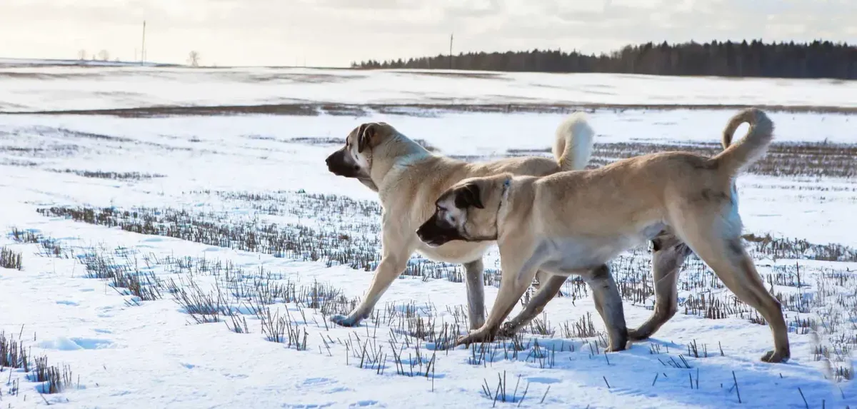 Kangal Turco · fotografía 8