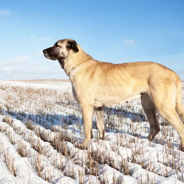 Kangal Turco · fotografía 9