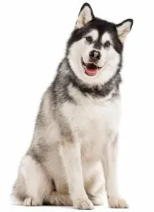 Malamute de Alaska · fotografía 2