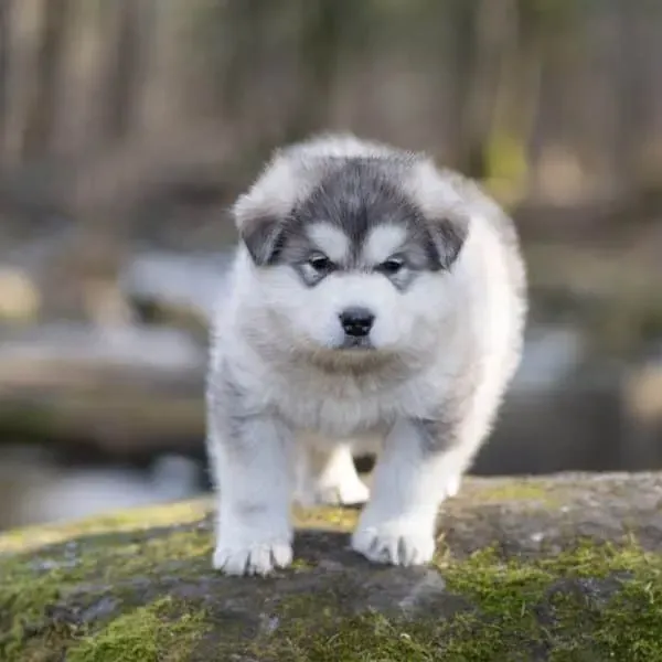 Malamute de Alaska · fotografía 3