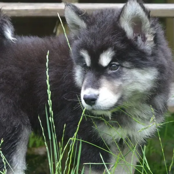 Malamute de Alaska · fotografía 8