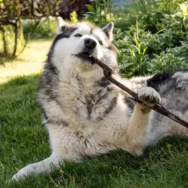 Malamute de Alaska · fotografía 9