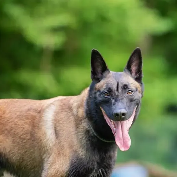 Malinois · fotografía 4