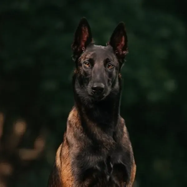 Malinois · fotografía 5
