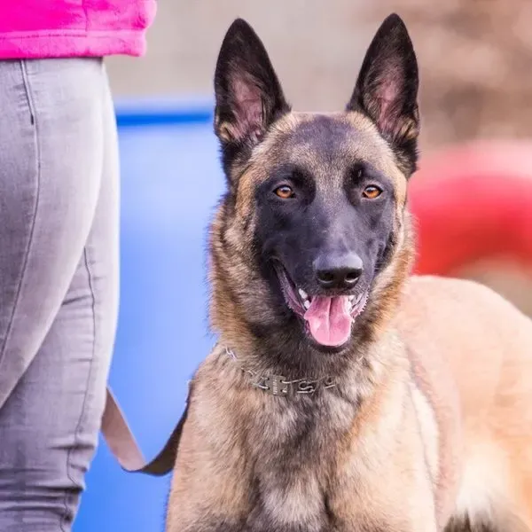 Malinois · fotografía 8