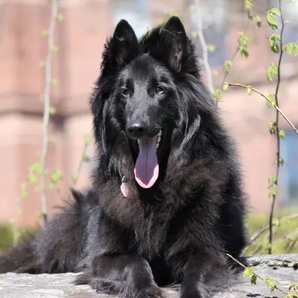 Pastor Belga Groenendael · fotografía 11