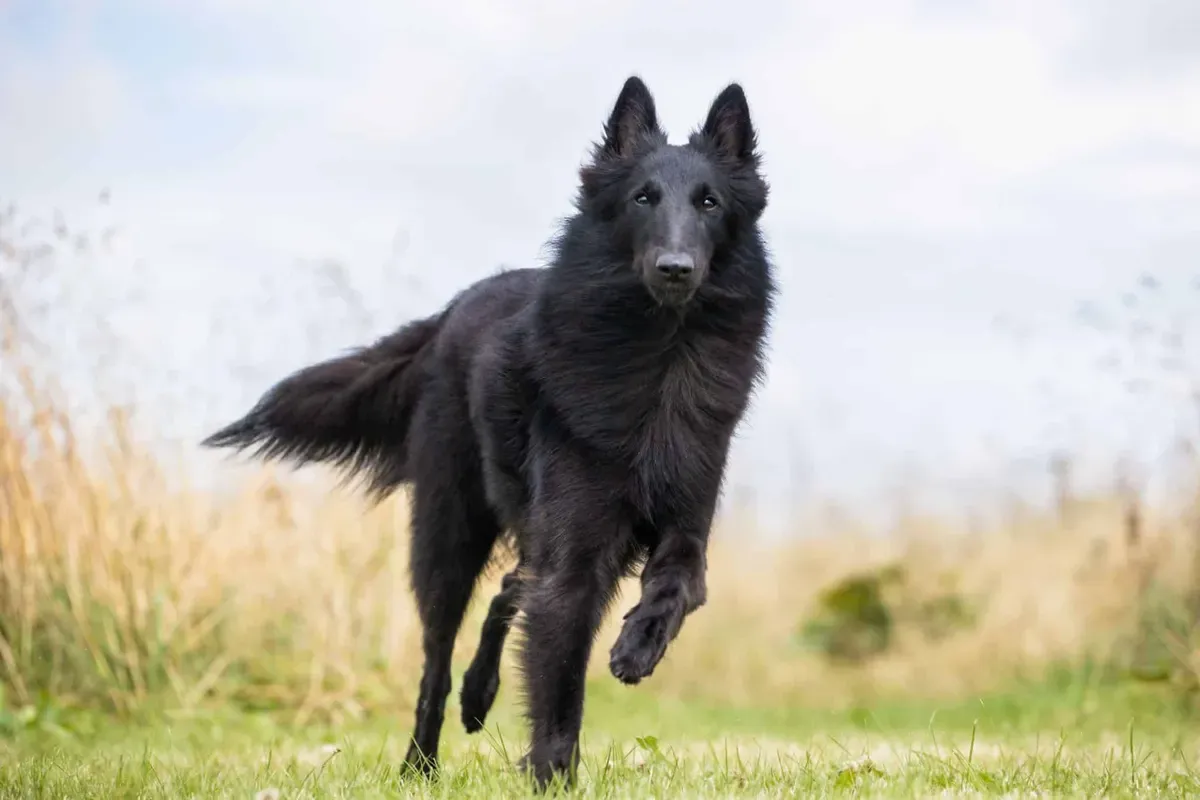 Pastor Belga Groenendael · fotografía 3