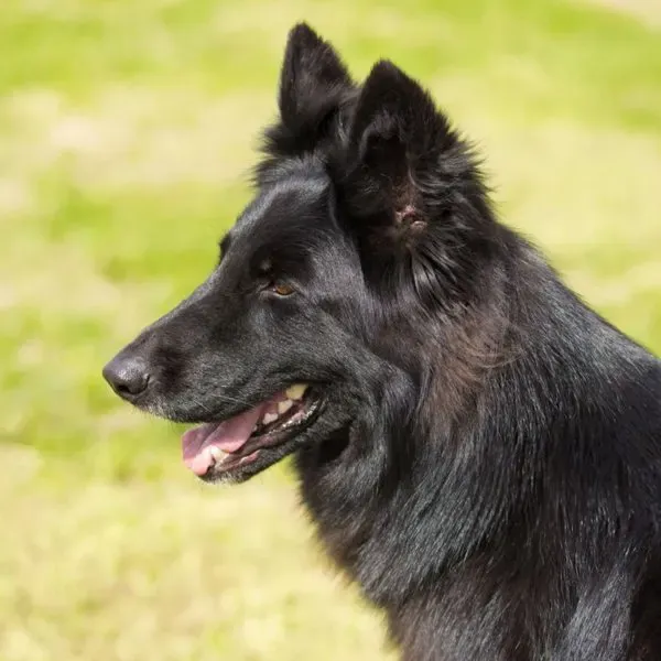 Pastor Belga Groenendael · fotografía 4