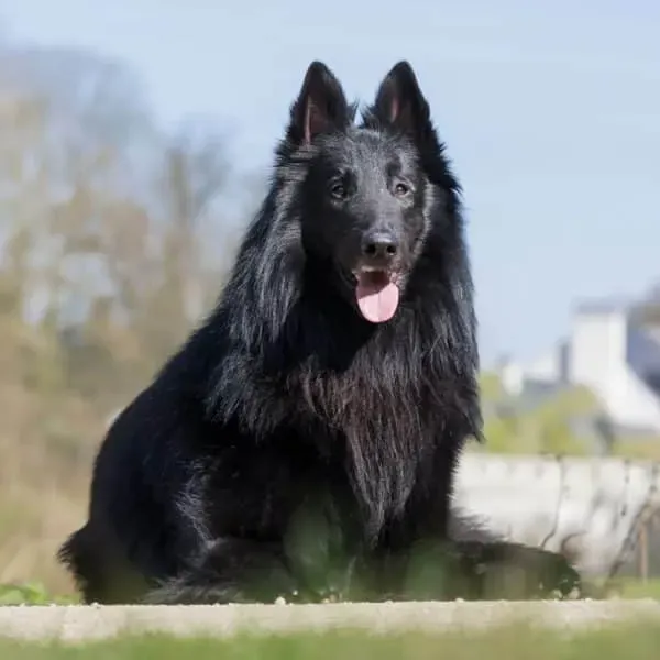 Pastor Belga Groenendael · fotografía 6