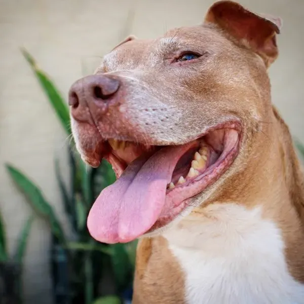Pit Bull · fotografía 10