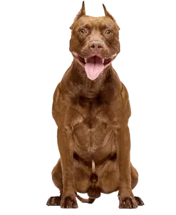 Pit Bull · fotografía 2