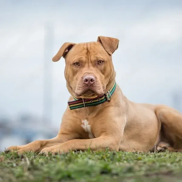 Pit Bull · fotografía 3