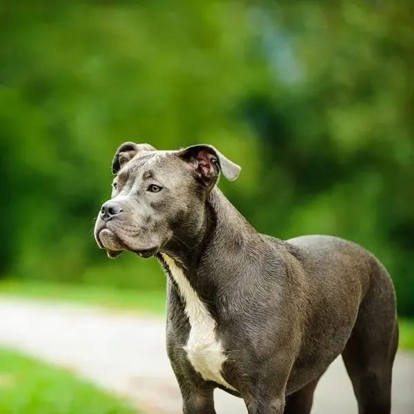 Pit Bull · fotografía 4