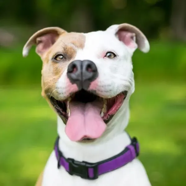 Pit Bull · fotografía 5