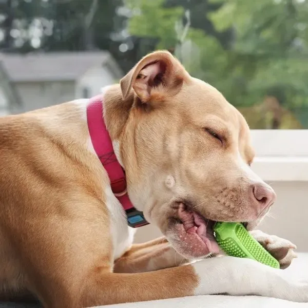 Pit Bull · fotografía 6