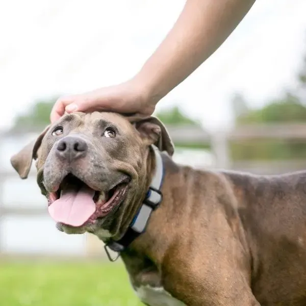 Pit Bull · fotografía 7