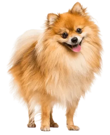 Pomerania · fotografía 2