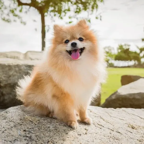 Pomerania · fotografía 3
