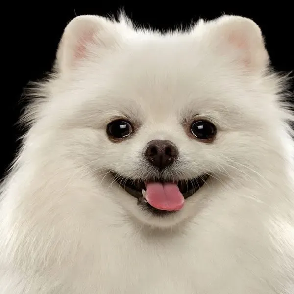 Pomerania · fotografía 5