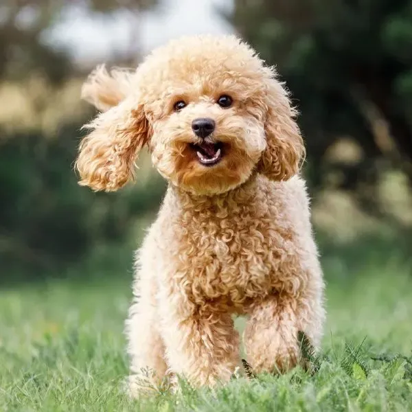 Poodle