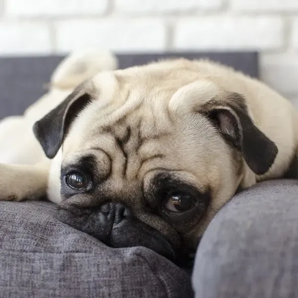 Pug · fotografía 4