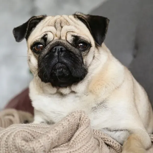 Pug · fotografía 5